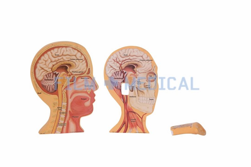 Sectional Anatomical Model Head